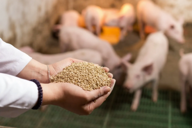 Góp ý sửa đổi quy chuẩn kỹ thuật quốc gia về thức ăn chăn nuôi