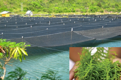 Trồng và sơ chế rong biển hữu cơ theo TCVN 11041-10:2023: Giảm thiểu tác hại môi trường, nâng cao chất lượng sản phẩm