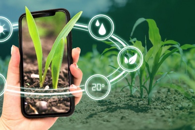 Kết nối quản lý cơ sở dữ liệu online bảo hộ giống cây trồng Việt Nam 