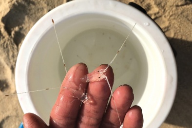 Mua giống tôm hùm giá rẻ trên mạng: Rủi ro chực chờ