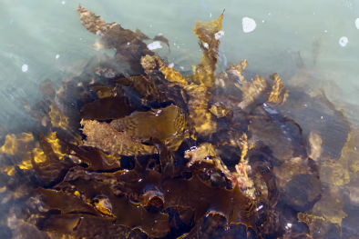 Rong biển Nam Úc được phát hiện có đặc tính chống lão hóa da