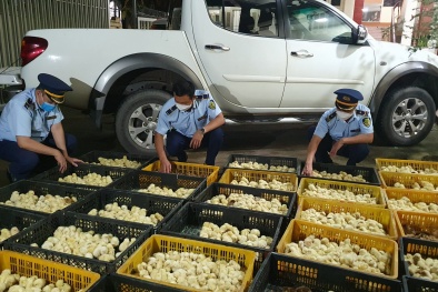 Lạng Sơn thu giữ 4.800 gà con giống nhập lậu từ Trung Quốc