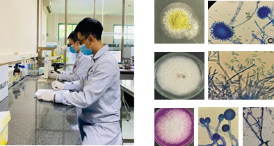 Định danh nấm mốc bằng phương pháp quan sát hình thái và phương pháp khối phổ của Protein Ribosome