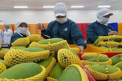 Nâng cao năng lực tuân thủ tiêu chuẩn, chất lượng trái cây Việt để thúc đẩy xuất khẩu