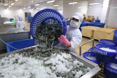 Giải pháp giúp tăng vị thế sản phẩm tôm Việt Nam trên thị trường quốc tế