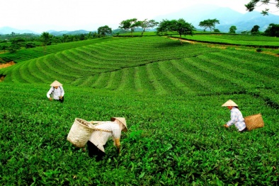 65ha chè ở Thái Nguyên được cấp chứng nhận tiêu chuẩn hữu cơ