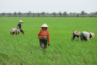 TP. Hải Phòng áp dụng thực hành sản xuất lúa hữu cơ theo tiêu chuẩn quốc tế 