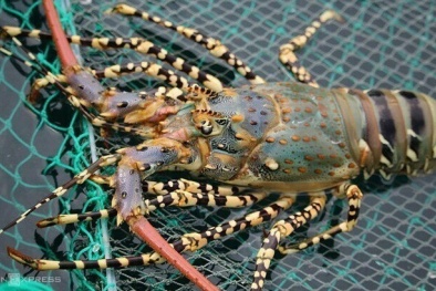 Doanh nghiệp Việt Nam cần lưu ý một số điều khi xuất khẩu tôm hùm bông sang Trung Quốc