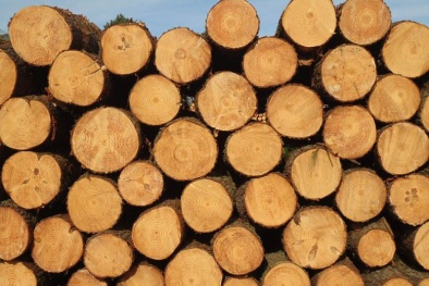 Bộ Công Thương ban hành Thông tư tạm ngừng kinh doanh gỗ từ rừng tự nhiên tại Lào và Campuchia