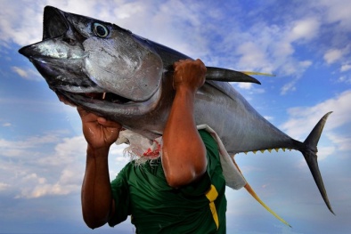 Gia tăng cơ hội xuất khẩu cá ngừ Việt Nam sang thị trường Anh