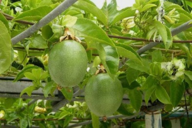 Cảnh báo giống chanh leo giả, nhái tràn lan thị trường 