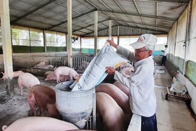 Giá thịt lợn hơi giảm mạnh, người chăn nuôi 'đứng ngồi không yên'
