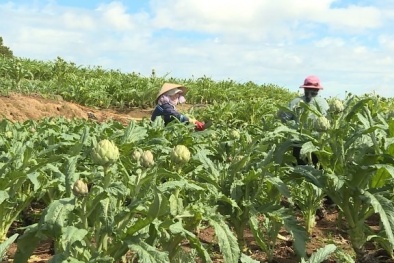 Truy xuất nguồn gốc dược liệu - thúc đẩy phát triển bền vững ngành dược phẩm