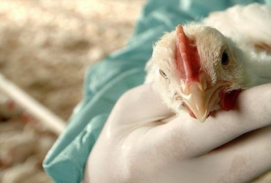 Cần kịp thời ngăn chặn buôn lậu gia cầm phòng tránh cúm gia cầm lây nhiễm vào Việt Nam