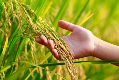 Khắc phục điểm yếu và phát triển thị trường bền vững là yếu tố quan trọng nâng tầm lúa gạo Việt