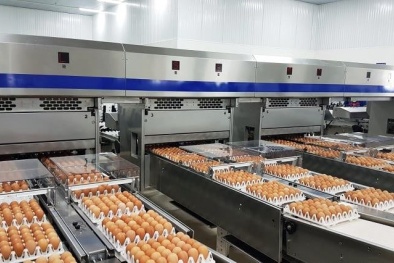 Bộ Công Thương quy định hạn ngạch thuế quan nhập khẩu mặt hàng muối, trứng gia cầm năm 2024