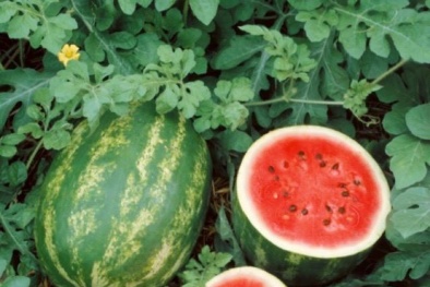 Mở rộng cơ hội xuất khẩu rau quả sang thị trường Trung Quốc trong năm 2024