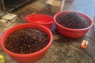 Công ty TNHH TM DV Trí Tiến “phù phép” nho khô Ấn Độ thành nho khô Mỹ