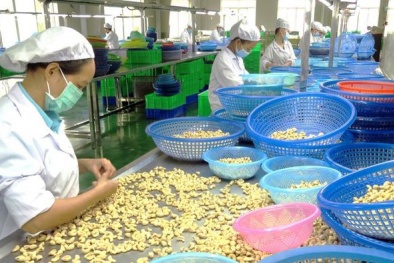 Đối tác Tây Ban Nha nợ tiền hàng: Thương vụ Việt Nam cảnh báo doanh nghiệp