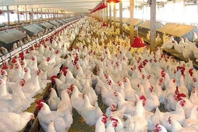 Trung Quốc xem xét bỏ lệnh cấm nhập khẩu gia cầm Việt Nam