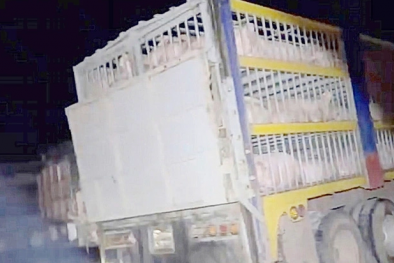 Kiểm soát chặt chẽ tình trạng nhập lậu lợn qua các tỉnh phía Nam