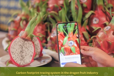 Thúc đẩy chuyển đổi xanh trồng thanh long bền vững và phát thải ít các bon