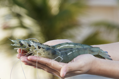 Tìm giải pháp nâng cao sức cạnh tranh ngành tôm Việt Nam 