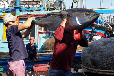 Chile là thị trường tiềm năng cho cá ngừ Việt Nam
