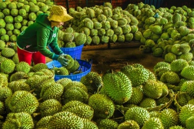 Hơn 700 mã số vùng trồng sầu riêng được cấp phép xuất khẩu sang Trung Quốc