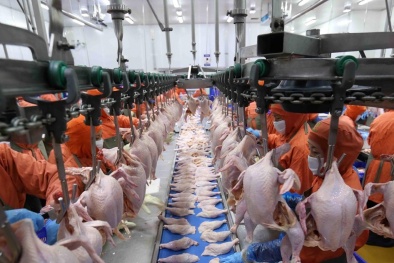  Việt Nam có cơ hội xuất khẩu thịt gia cầm vào thị trường Trung Quốc