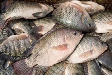 Brazil dừng nhập khẩu cá rô phi từ Việt Nam
