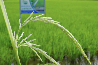 Viện Lúa Đồng bằng sông Cửu Long giới thiệu và đưa vào lưu hành sản xuất giống lúa mới