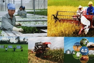 Phê duyệt Đề án 'Hội Nông dân Việt Nam tham gia phát triển kinh tế tập thể trong nông nghiệp đến năm 2030'