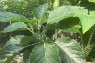 Nguy kịch do chữa táo bón bằng lá lộc mại 