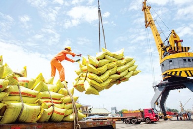 Thủ tướng chỉ thị đẩy mạnh sản xuất, xuất khẩu lúa, gạo bền vững