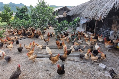 Chuyển đổi chăn nuôi truyền thống sang chăn nuôi hữu cơ theo tiêu chuẩn TCVN 11041 