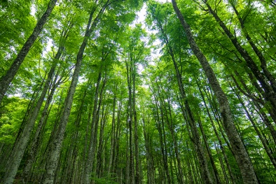 Tiêu chuẩn đánh giá tình trạng môi trường của đất lâm nghiệp