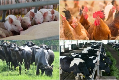 Giảm phát thải khí nhà kính và dấu vết carbon giúp doanh nghiệp chăn nuôi chiếm lĩnh thị trường