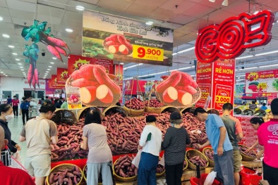 Central Retail Việt Nam sẽ tiêu thụ khoảng 80 tấn khoai lang của Gia Lai