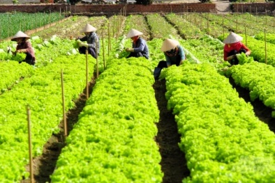 Nâng cao năng suất chất lượng mở rộng vùng sản xuất rau an toàn tại Lâm Đồng