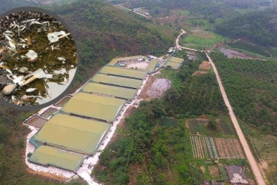Xử phạt trang trại lợn của Công ty TNHH An Vĩnh Phát do xả thải gây ô nhiễm môi trường