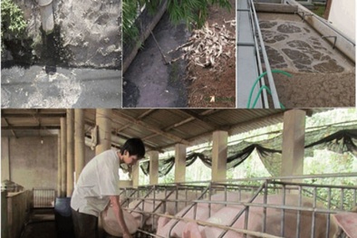 Nước thải chăn nuôi sử dụng cho cây trồng phải đảm bảo theo QCVN 01-195:2022