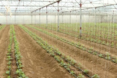 Ứng dụng công nghệ, nâng cao năng suất chất lượng sản phẩm nông nghiệp