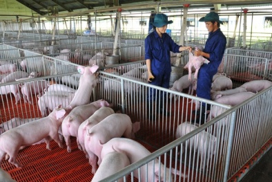 Cần tiến hành kiểm kê khí nhà kính đối với ngành chăn nuôi