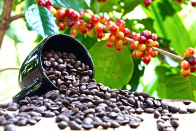 Canh tác nông nghiệp tái sinh, giảm thiểu phân bón hóa học giúp ngành cà phê giảm phát thải khí nhà kính