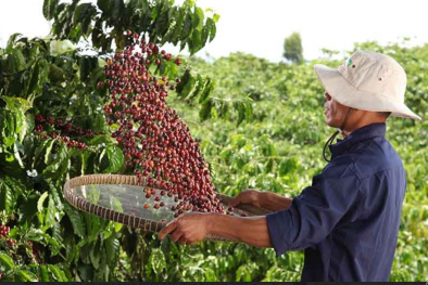 Nestlé công bố báo cáo tiến độ Chương trình NESCAFÉ Plan 2030