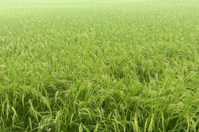 Tiến Nông- Tiên phong chuyển đổi sản xuất theo hướng nông nghiệp xanh, tuần hoàn và bền vững