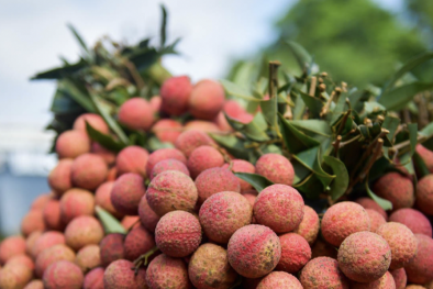 Đáp ứng nhiều tiêu chuẩn trên thị trường, trái cây Việt Nam đẩy mạnh xuất khẩu