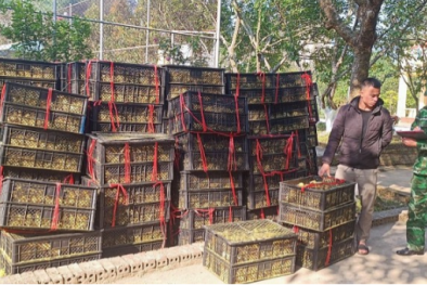 Quảng Ninh: Nhập lậu con vịt giống không rõ nguồn gốc xuất xứ tràn lan, hiểm họa khó lường