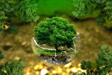 Xử phạt 320 triệu đồng Công ty Cổ phần Sunrise YB do vi phạm trong lĩnh vực môi trường